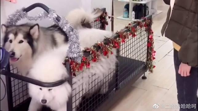 有时候狗狗比人还重感情 阿拉斯加犬的举动太暖心了 有时候狗狗比人还重感情 阿拉斯加犬的举动太暖心了