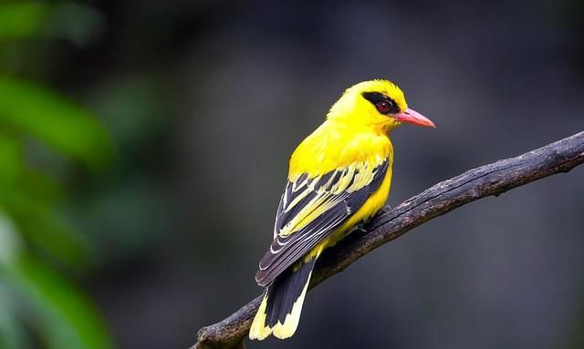 打起黄莺儿(打起黄莺儿 莫教枝上啼语言特色)