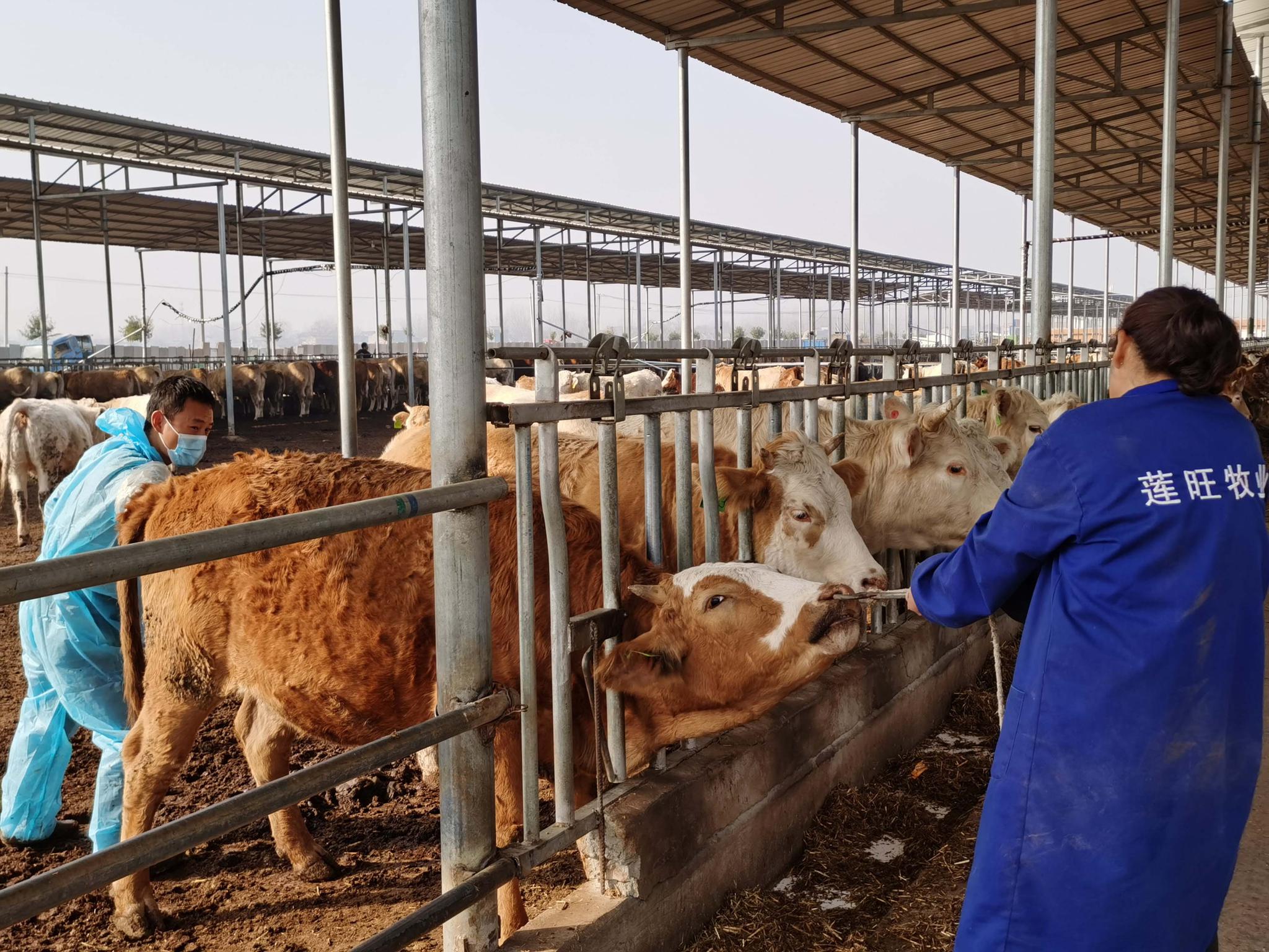 河南柘城:肉牛产业牛年跨上新台阶