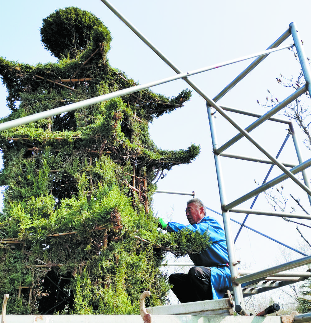 松柏造型 妙趣横生