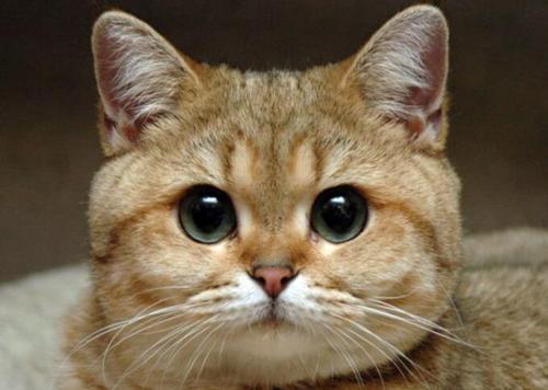 以下你最喜欢哪双猫眼睛,测出你有没有看穿人心的能力