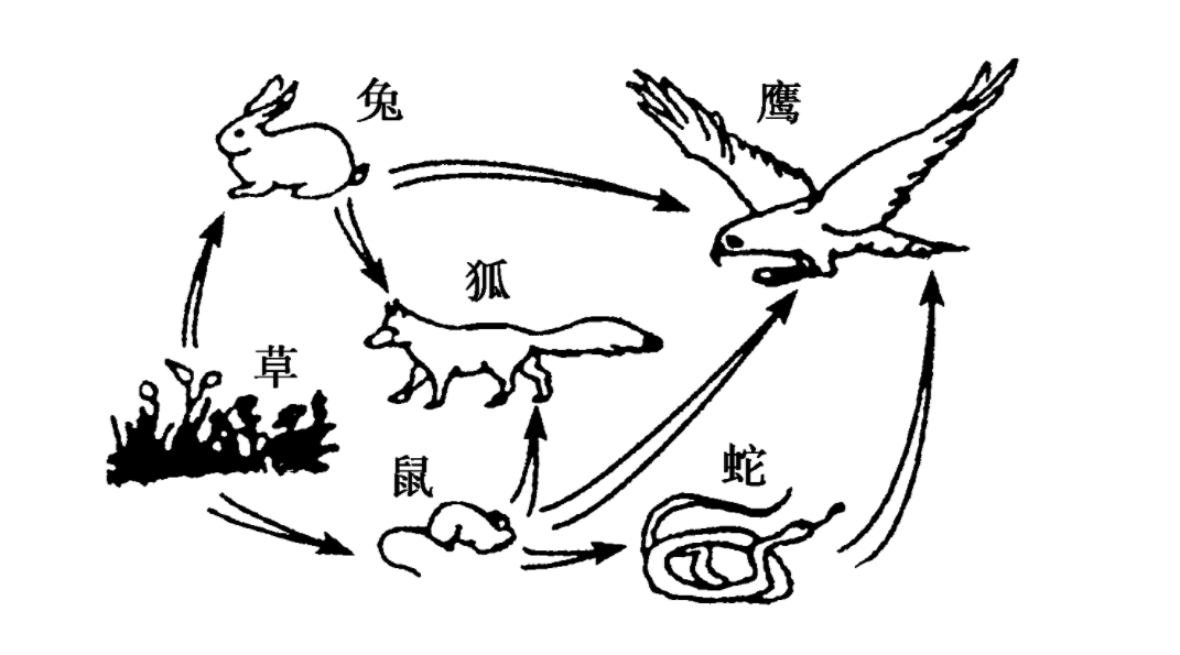 澳洲母牛竟出现吃蛇现象,是食物链混乱的征兆?