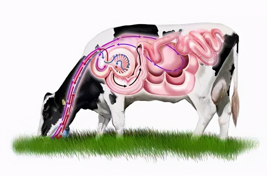 澳洲母牛竟出现吃蛇现象,是食物链混乱的征兆?