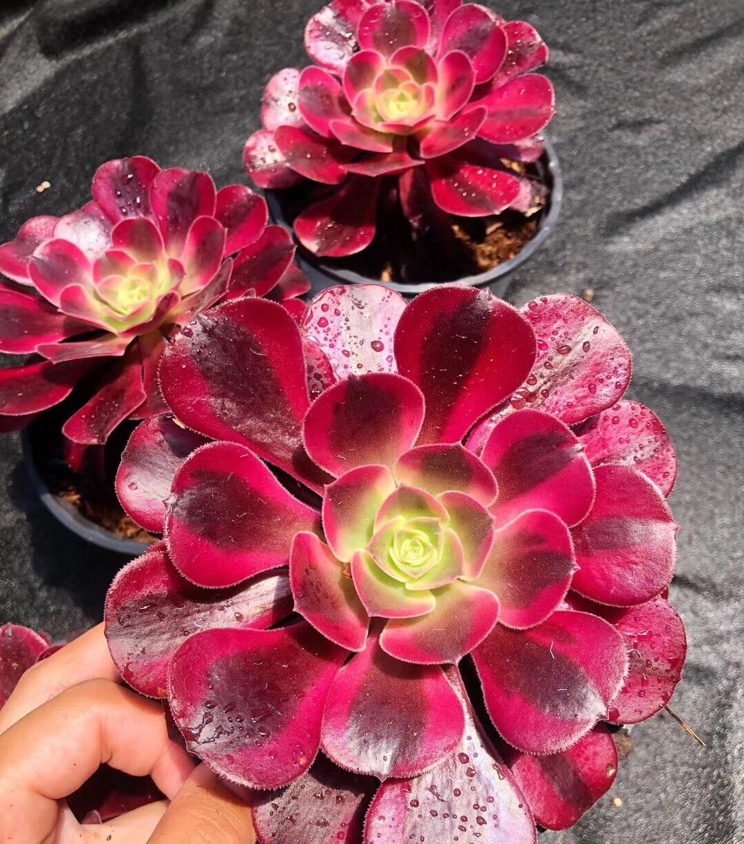 养多肉要带有目的选择对的品种3年赚回来比如美杜莎