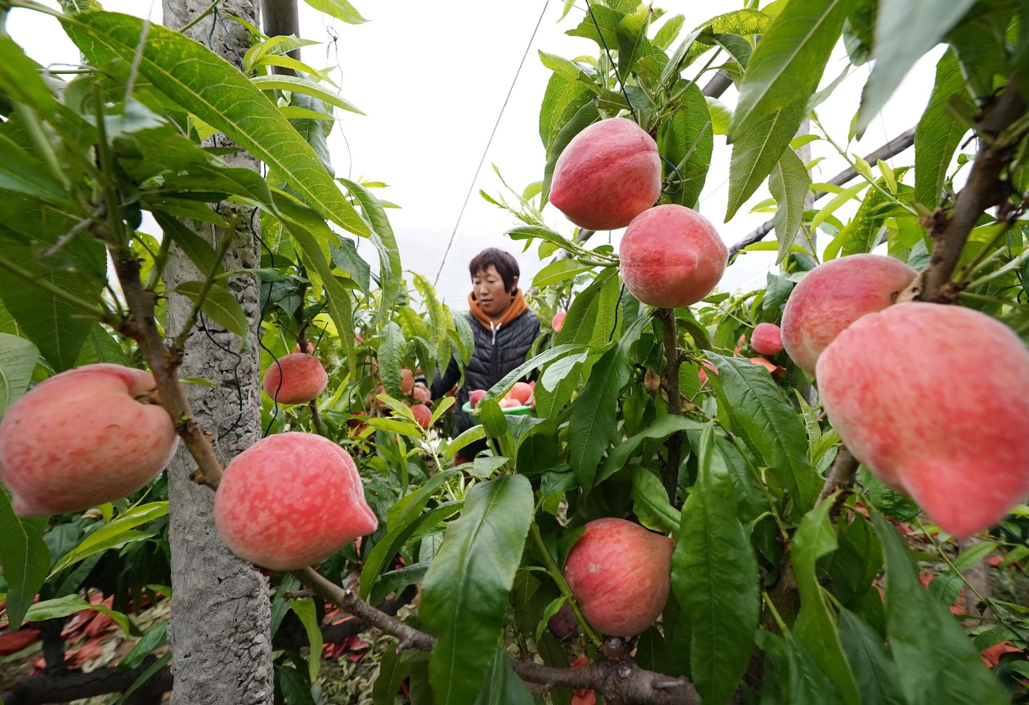 河北乐亭大棚鲜桃采摘忙