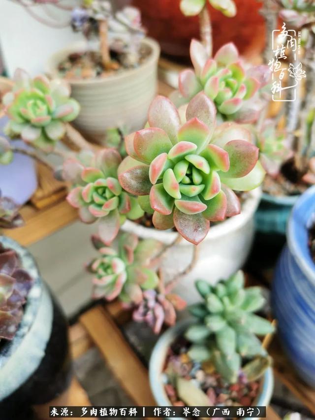 无关利益 不计得失 多肉给了我不一样的感受温暖的方式 红宝石 新浪新闻