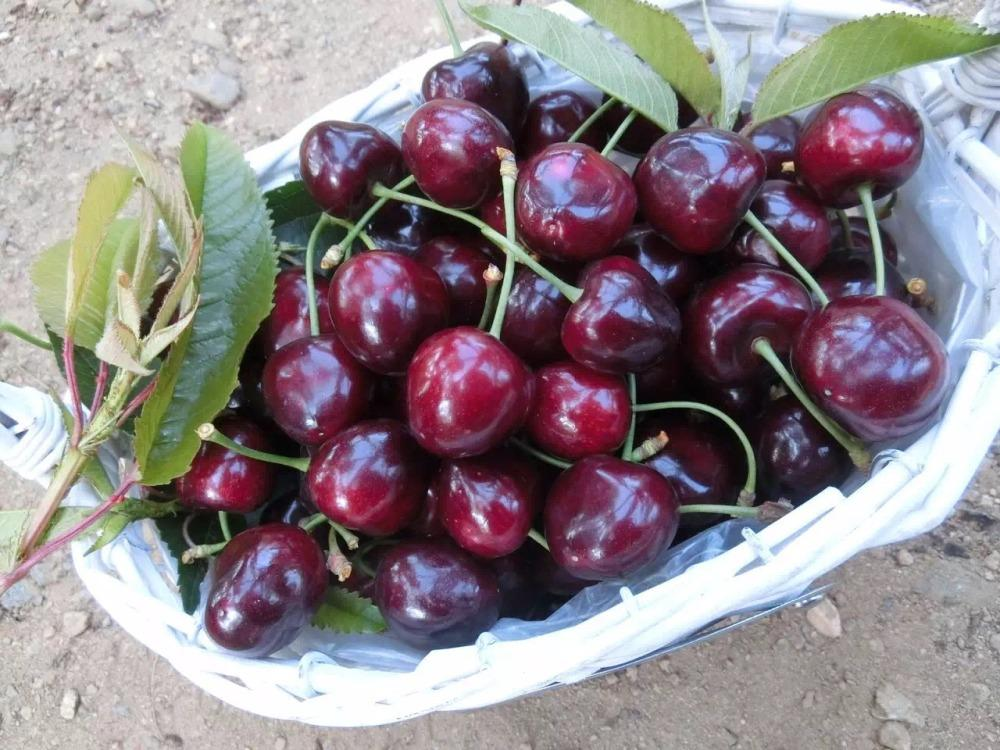 大连樱桃,你吃过吗?|大连|拉宾斯|品种_新浪新闻