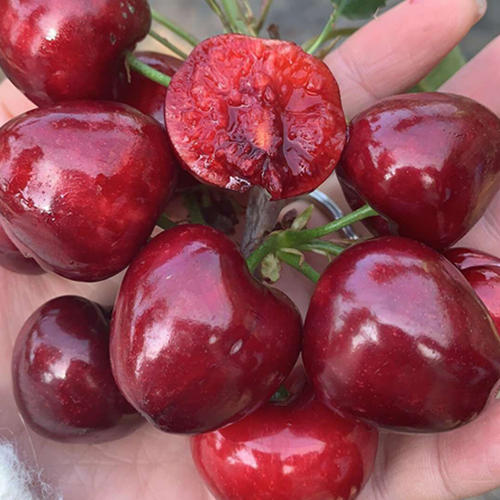 大连樱桃,你吃过吗?|大连|拉宾斯|品种_新浪新闻