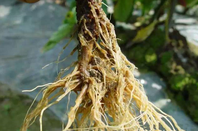 促进植物根系生长的方法？作物根系的四种生长状态？