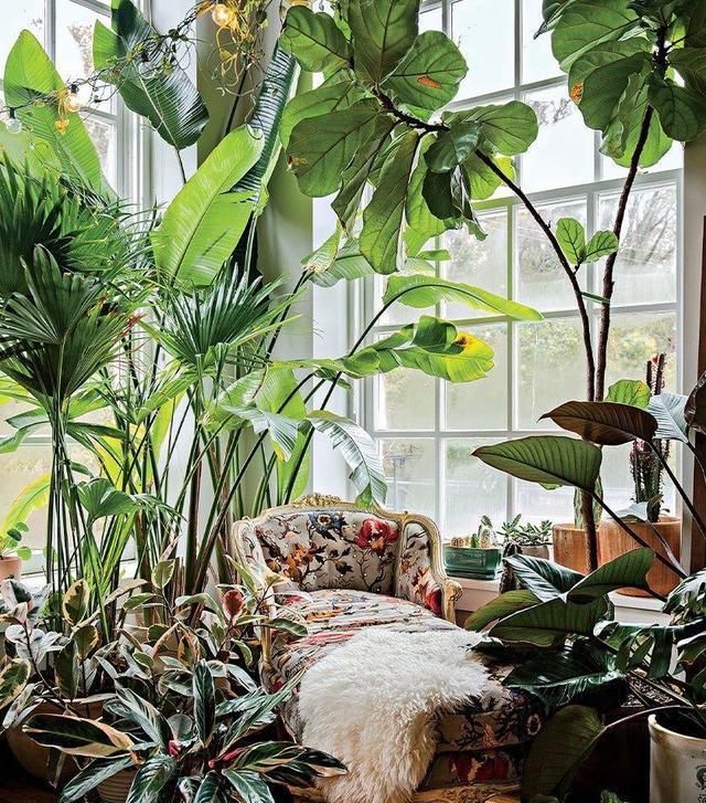 善用绿植美化技巧,家里就是你的世外桃源|绿植|技巧|植物_新浪新闻