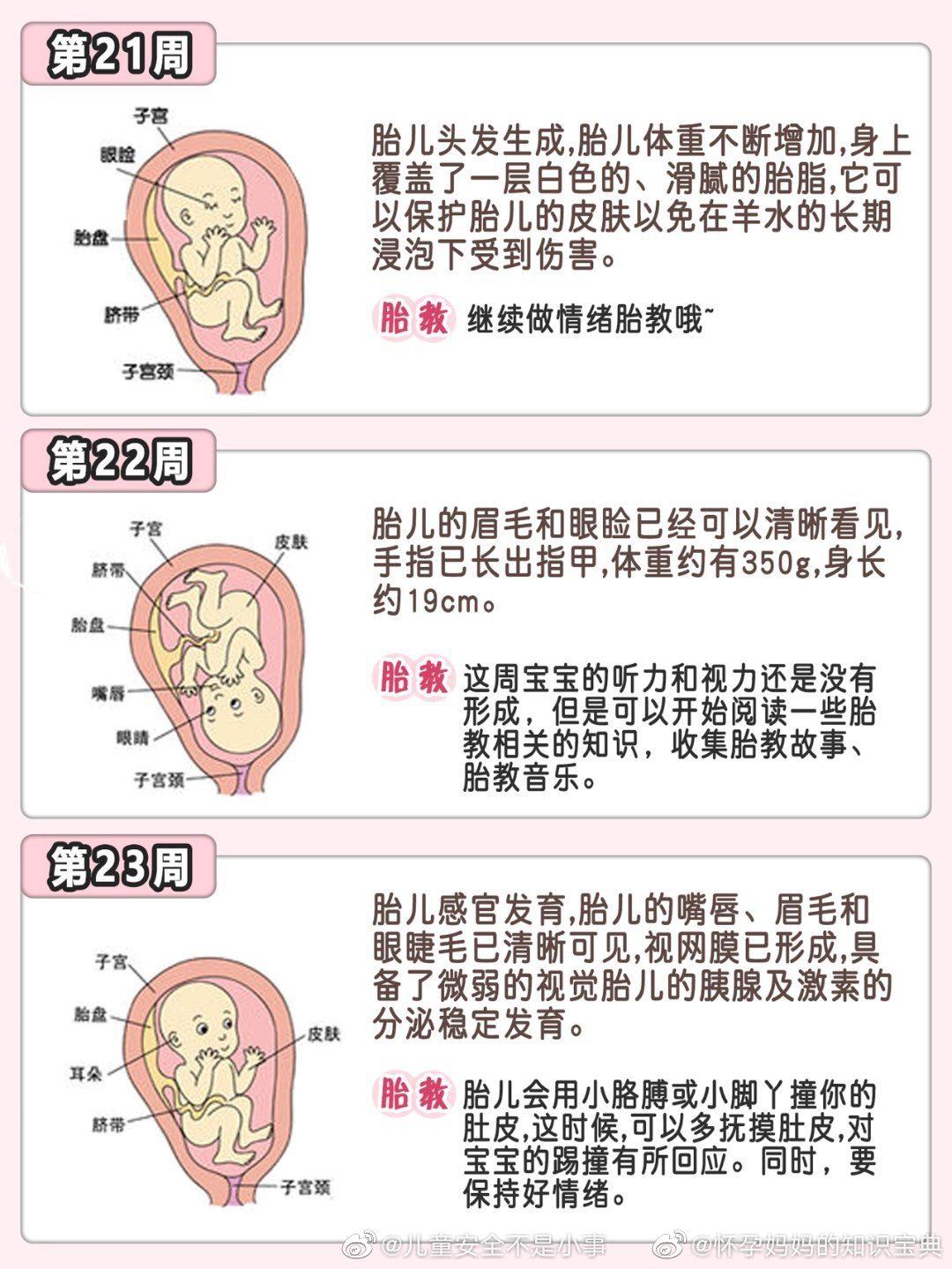 140周胎儿发育过程下