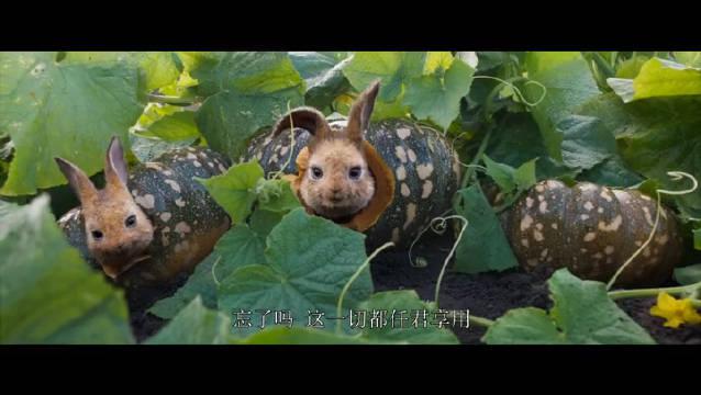 电影《比得兔2》档期又又又变了!