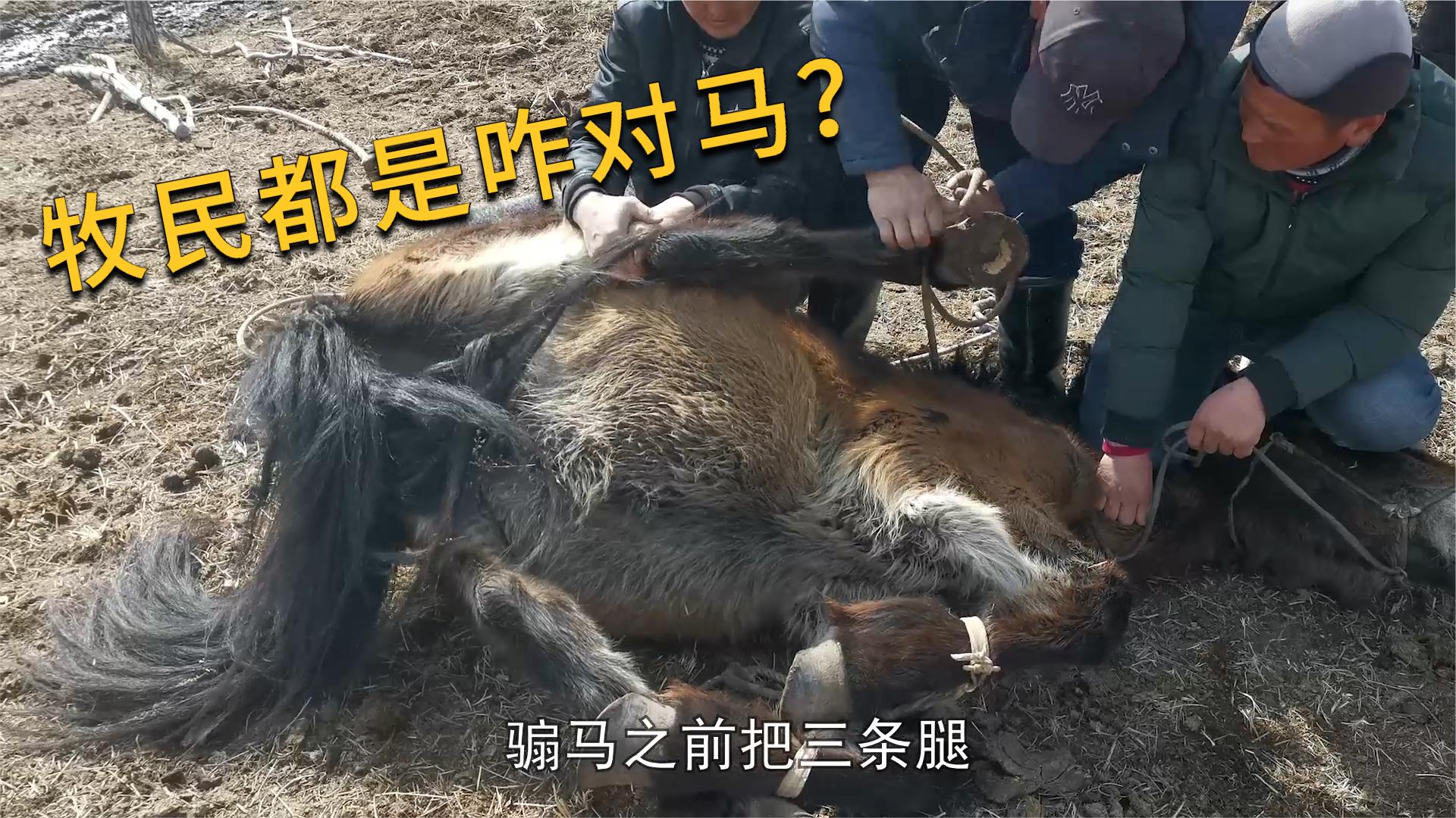 实拍内蒙大草原阉割马,牧民手起刀落10分钟1匹,现场1片惨烈嚎叫