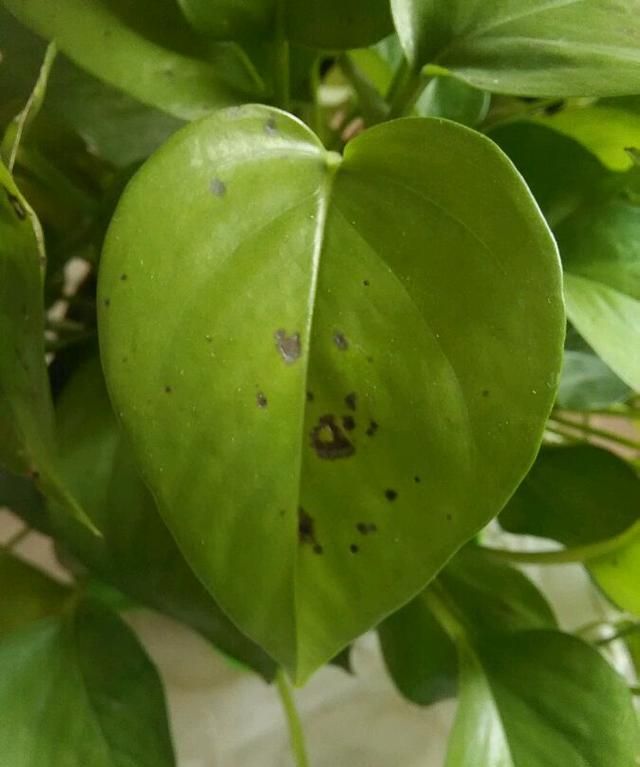 绿萝叶子有黑斑是什么原因?要怎么处理?