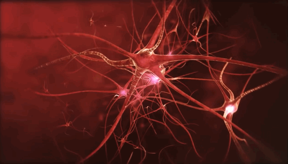 睡眠|细胞|突触_新浪新闻