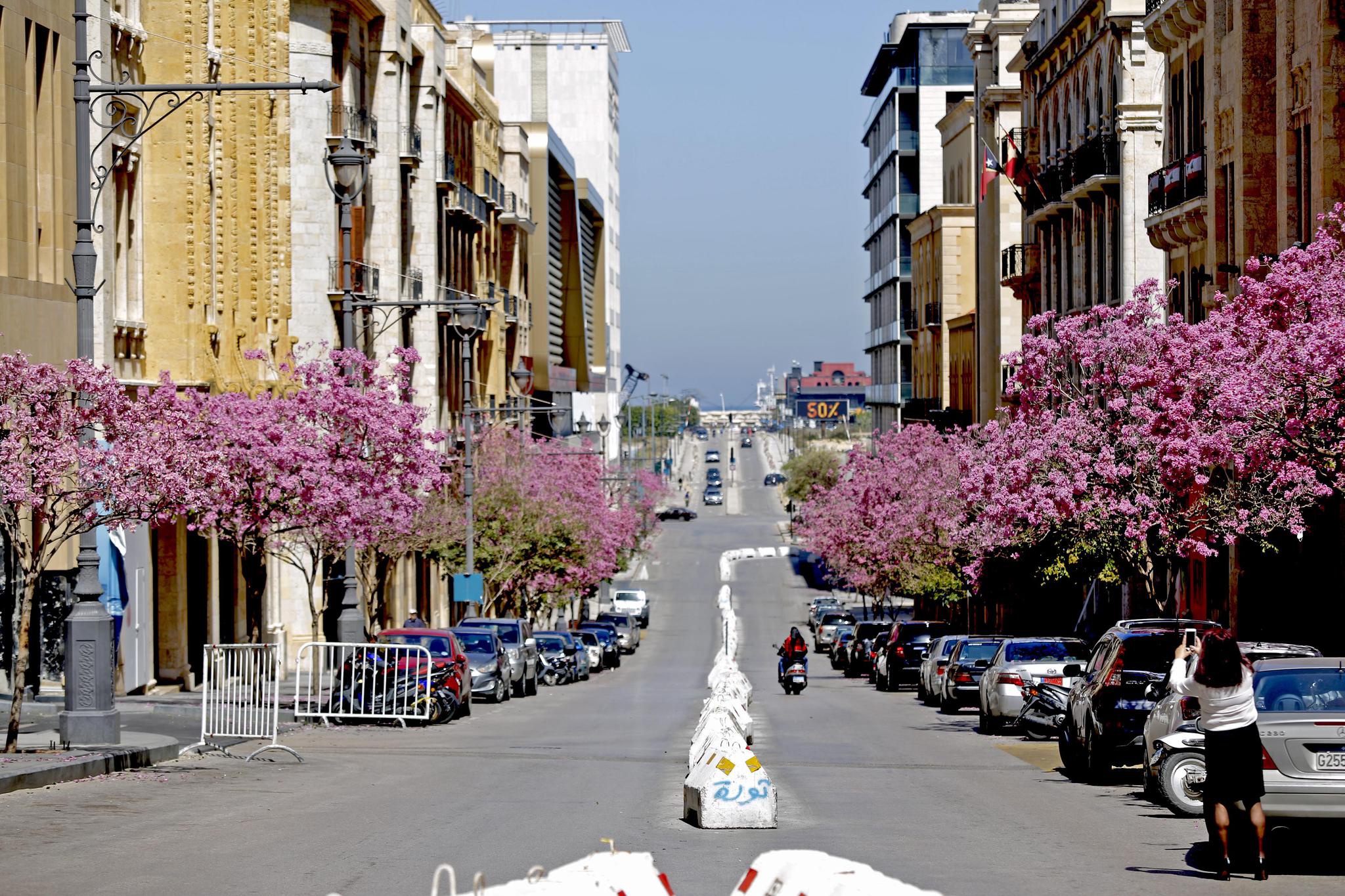 贝鲁特春天里百花开