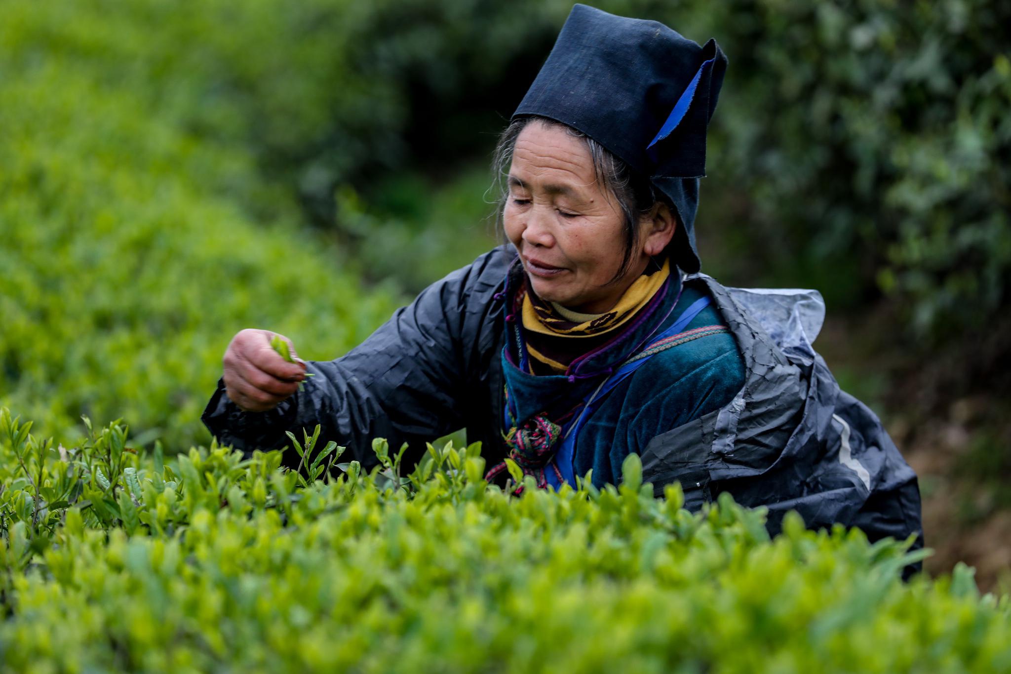 "扶贫茶园":采茶制茶正当时