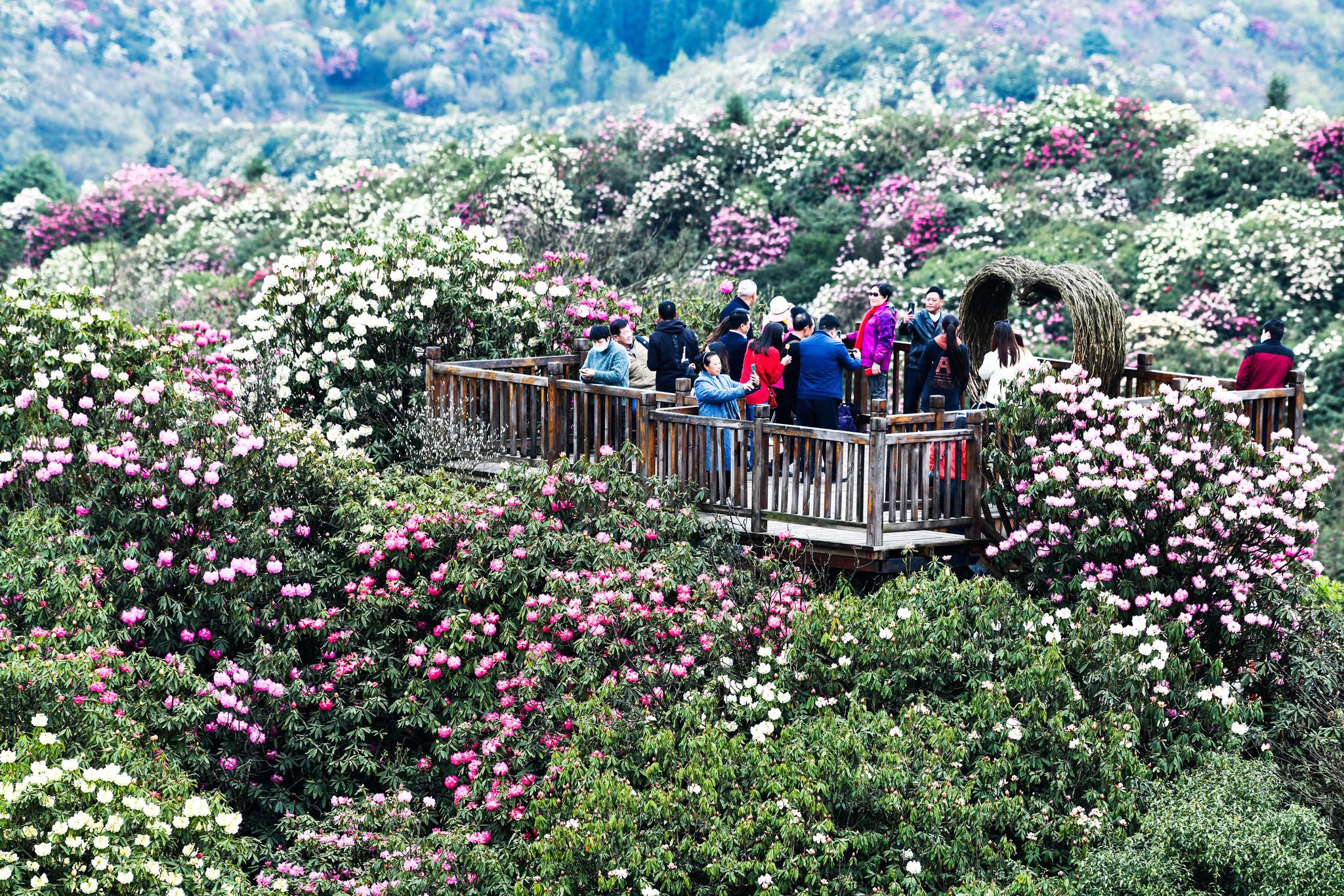 3月21日,游客在贵州百里杜鹃管理区普底景区观花赏景.