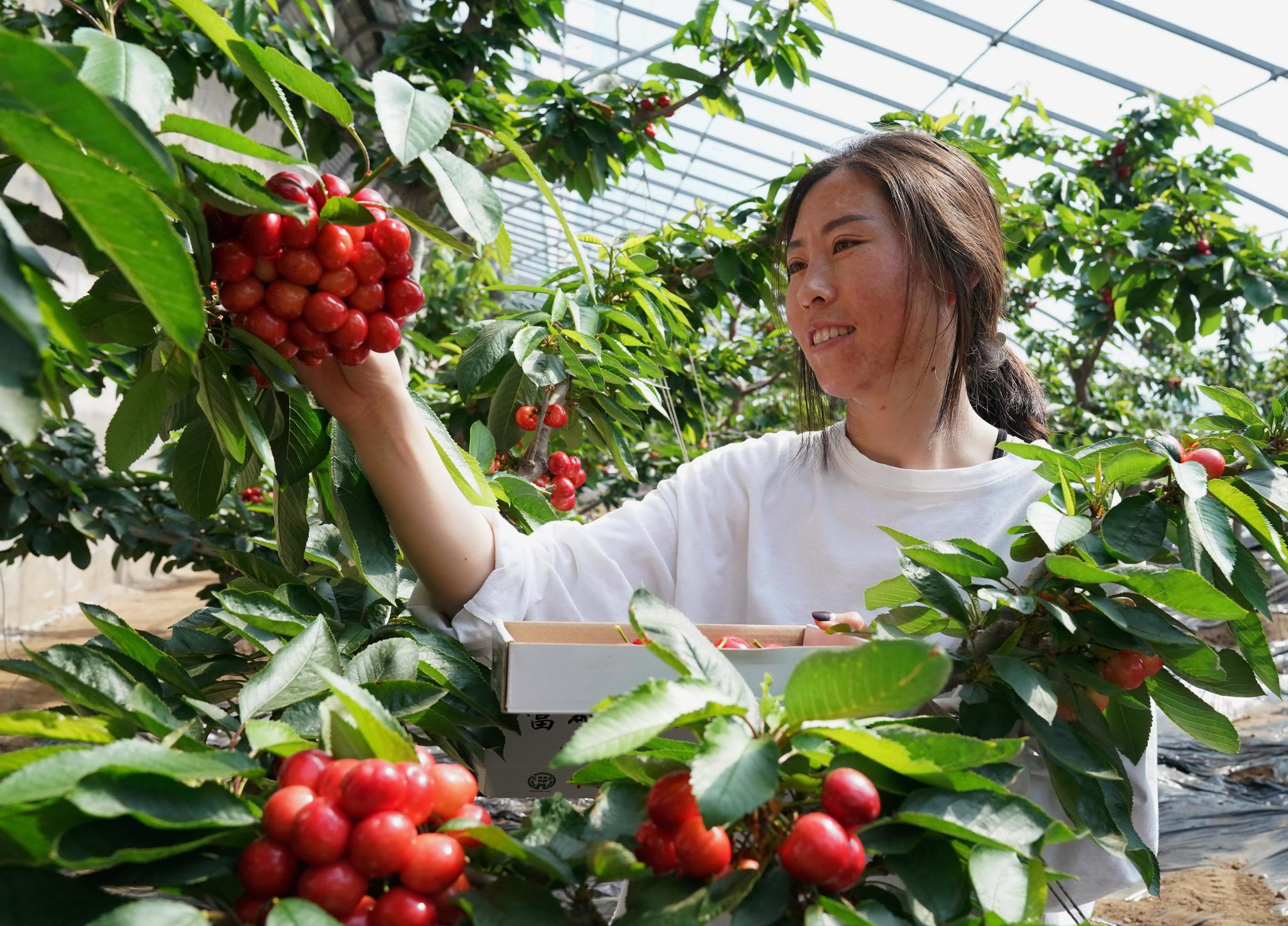 发展樱桃种植 助力乡村振兴