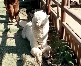 图自@春哥爱修图