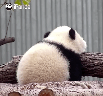 图自@iPanda熊猫频道