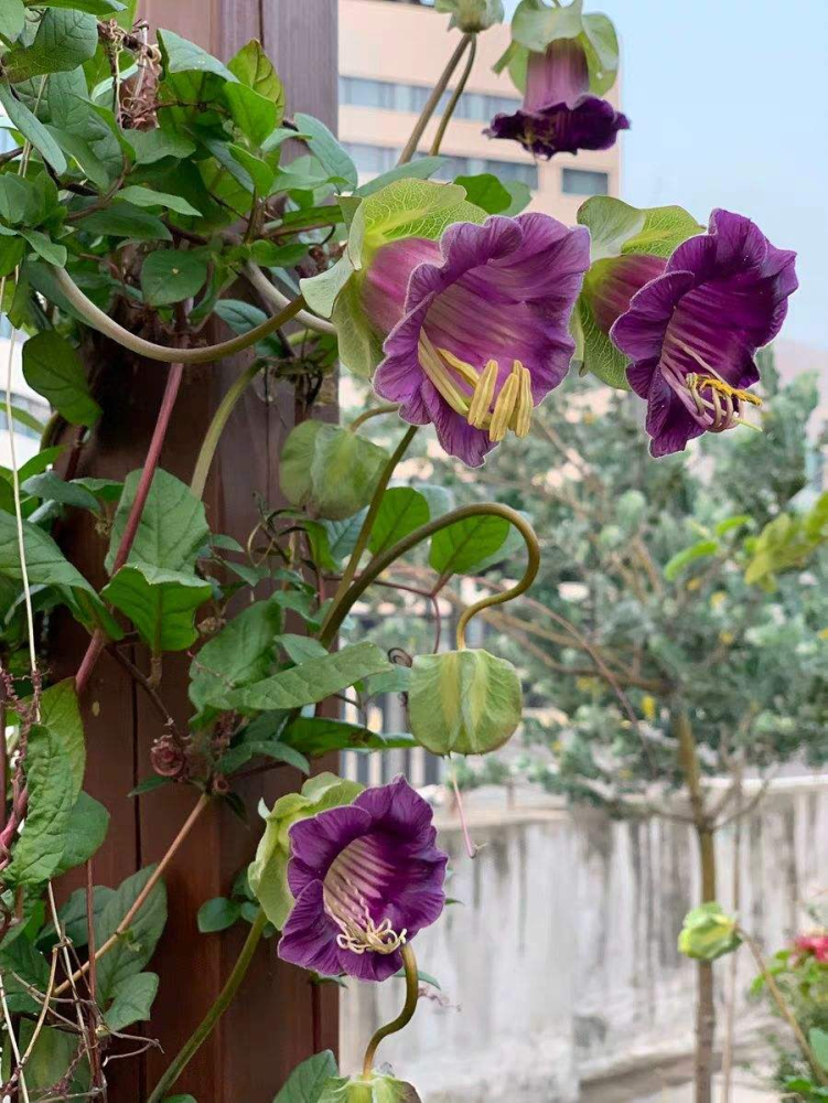 电灯花开花像个小电灯花朵又大艳丽适合种院子里