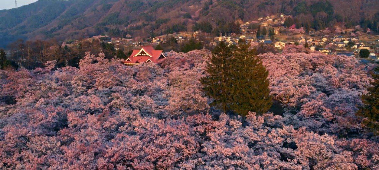 长野县伊那市高远城址公园 天下第一樱