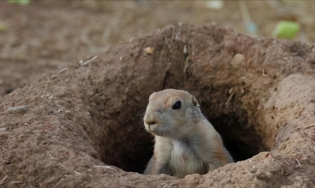 网友花70元网购一只土拨鼠,喂养不到一周的时间,麻烦事接踵而至休闲区蓝鸢梦想 - Www.slyday.coM