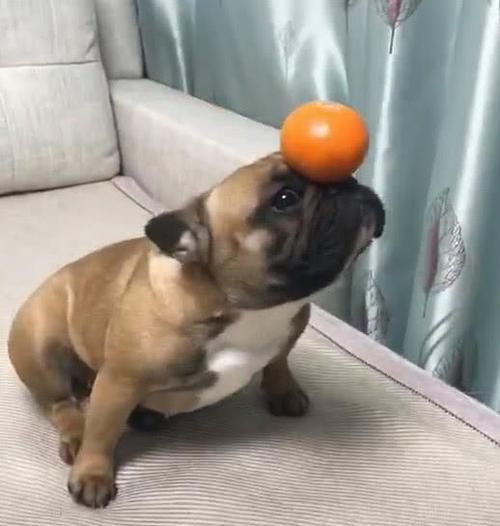 狗能吃橙子吗为什么