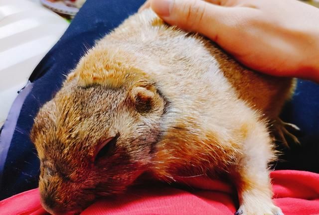 网友花70元网购一只土拨鼠,喂养不到一周的时间,麻烦事接踵而至休闲区蓝鸢梦想 - Www.slyday.coM