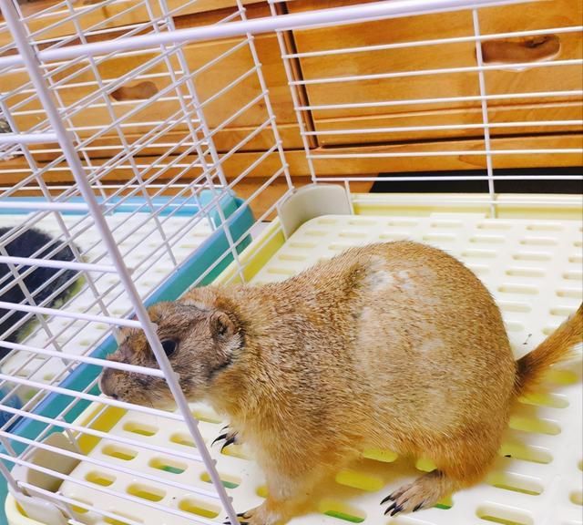 网友花70元网购一只土拨鼠,喂养不到一周的时间,麻烦事接踵而至休闲区蓝鸢梦想 - Www.slyday.coM