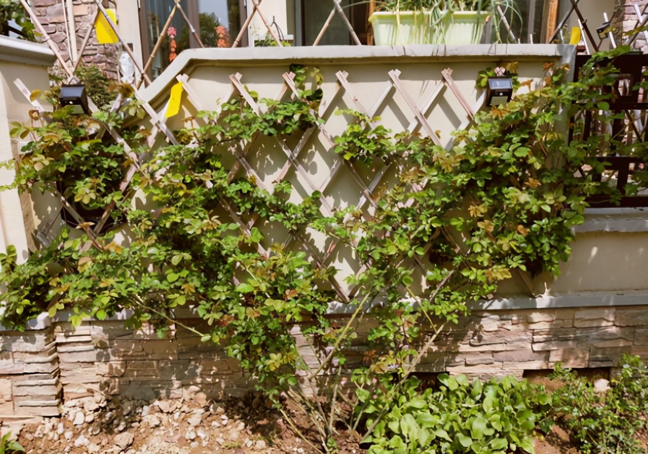 木香花品种也不少掌握好技巧一年爬满墙面明年开成花瀑布