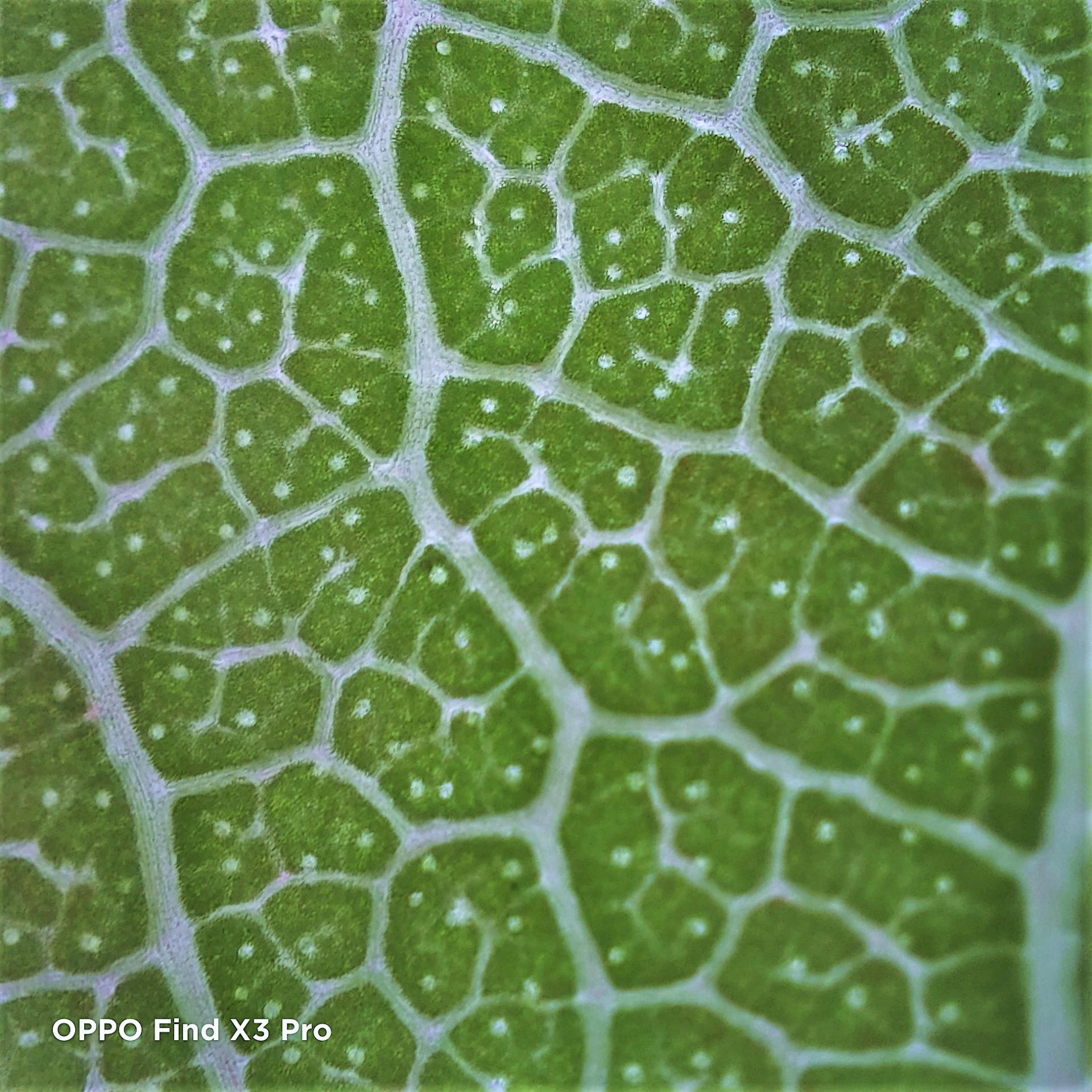 一定要显微镜才能拍微观世界findx3pro第一个不服