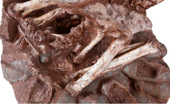 7000万年前,这只恐龙死亡时还在孵蛋,它的子孙如今还在进化