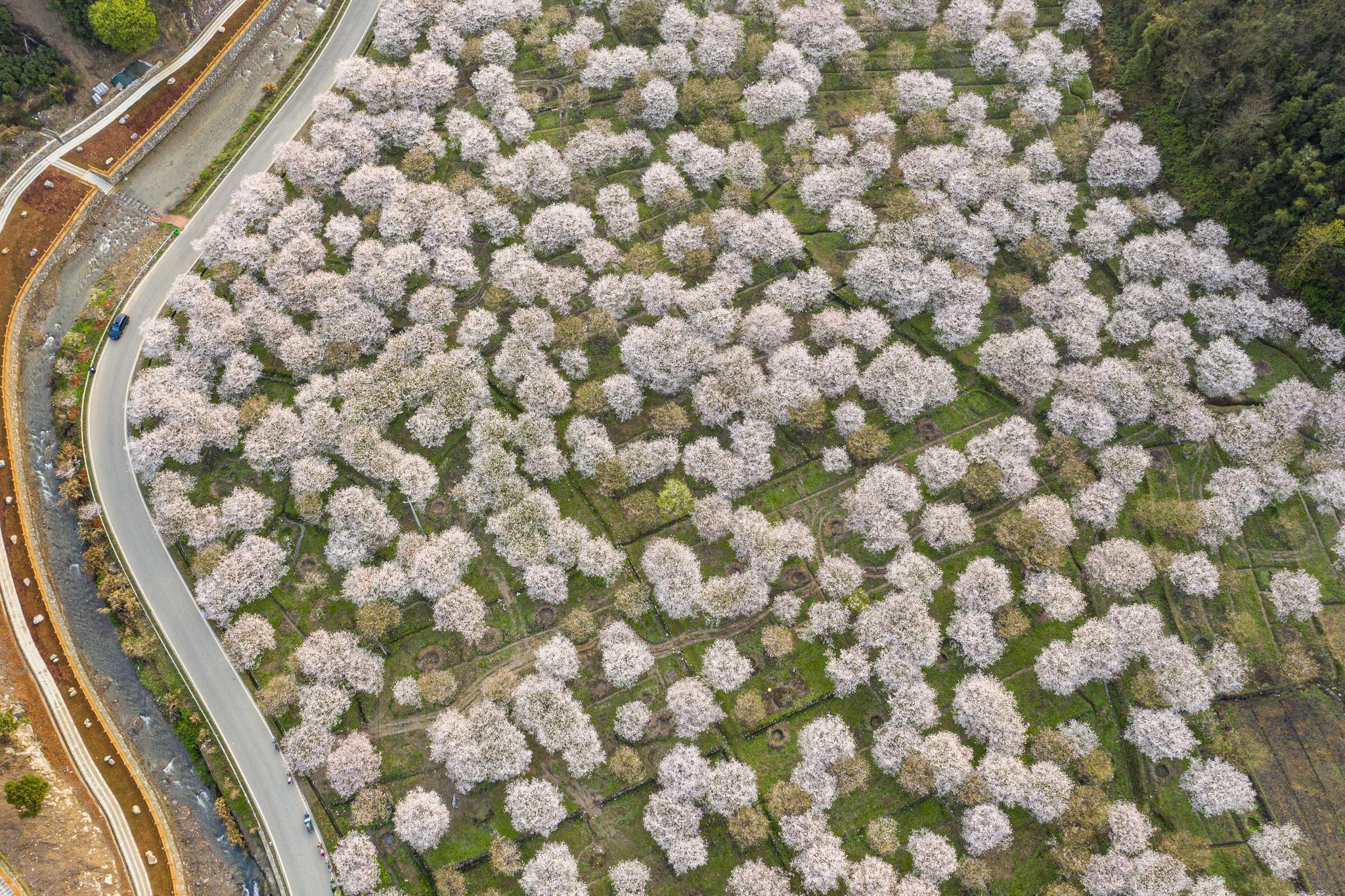 正文  近日,位于浙江省绍兴市上虞区章镇镇张村樱花谷大片樱花绽放