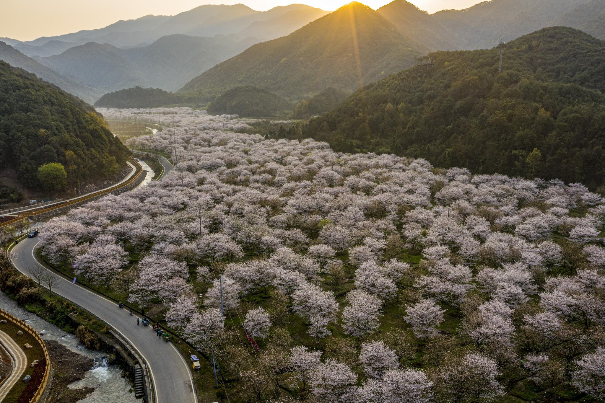 浙江绍兴:樱花谷飘香迎客来