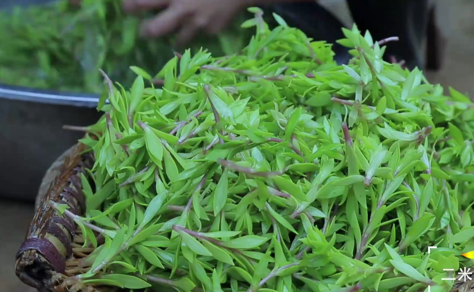 春天没有一碟子野菜吃,还谈什么风味人间?