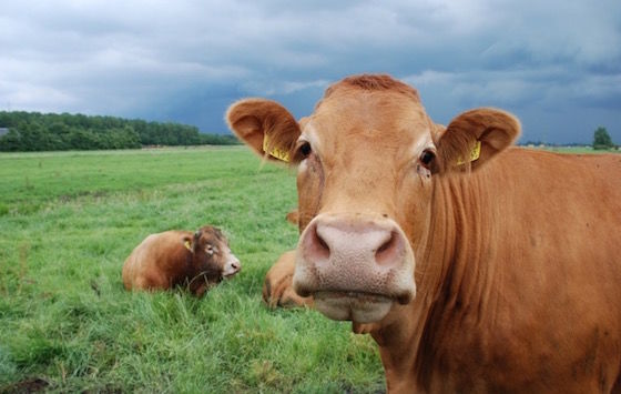 牛牛牛,属牛人未来一周,大奖必中,事业发达,红红火火