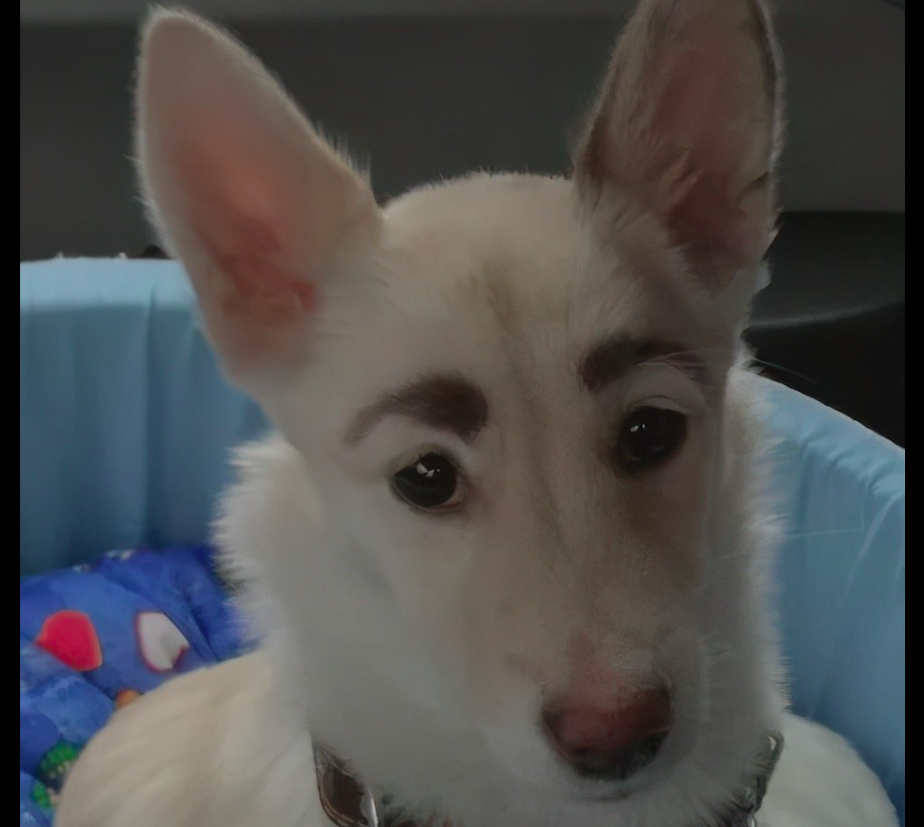 狗狗天生长了一副"眉毛",以为长大了就消失了,却越来越明显了