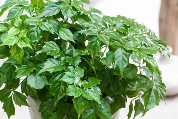 幸福树叶片下垂缺水只是因素之一学会排查原因及时救治