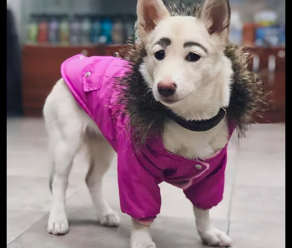 狗狗天生长了一副"眉毛",以为长大了就消失了,却越来越明显了