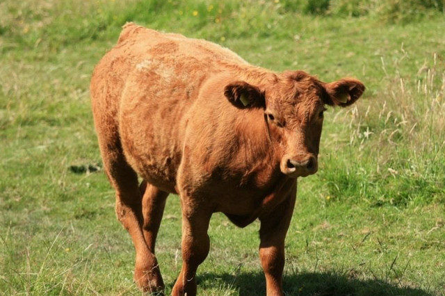牛牛牛,属牛人未来一周,大奖必中,事业发达,红红火火
