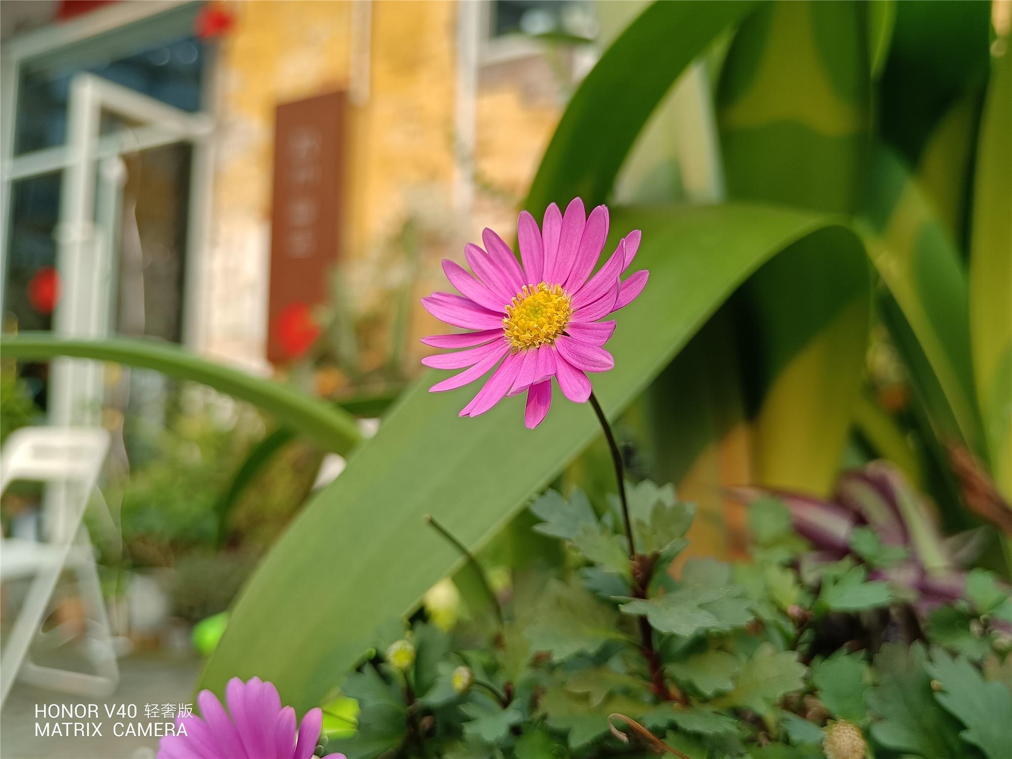 荣耀v40轻奢版体验:三千元内唯一的轻薄超曲屏手机,拍照优秀__财经