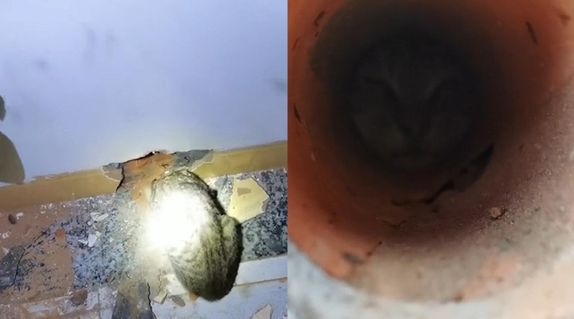 猫咪抓老鼠被卡在洞里 屋主拆墙将其救出 网友:老鼠已经笑晕
