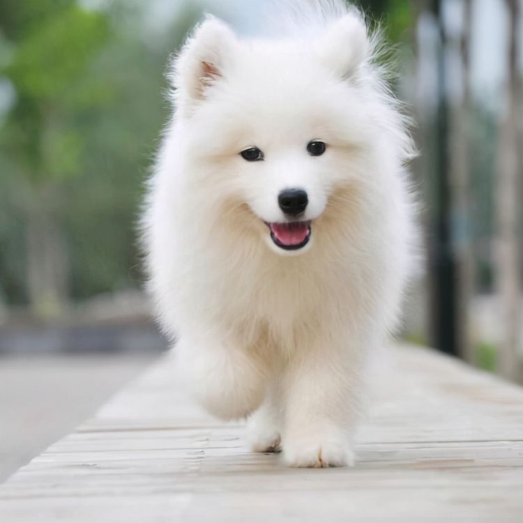 狗狗狗生肖狗喜上眉梢大喜来袭