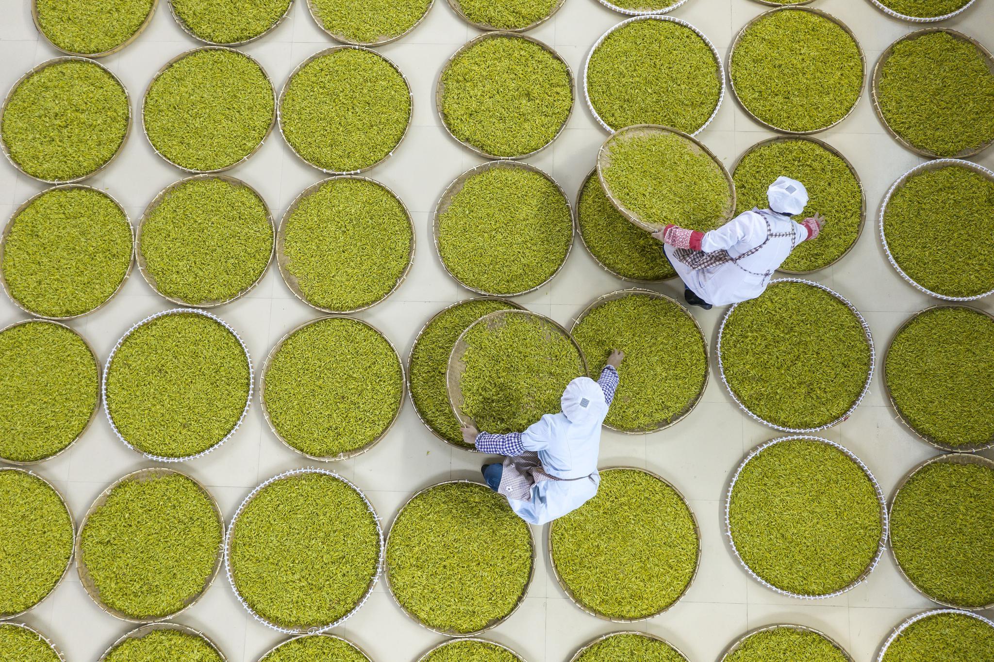 3月23日,在景宁畲族自治县一茶叶加工企业,工人在摊青车间忙碌.