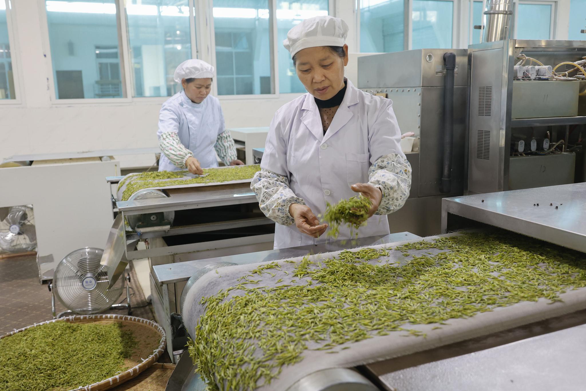 3月23日,在景宁畲族自治县一茶叶加工企业,工人在杀青车间忙碌.