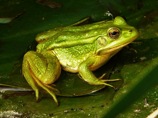 恐龙灭绝后青蛙崛起,它是比人类更早的地球统治者?