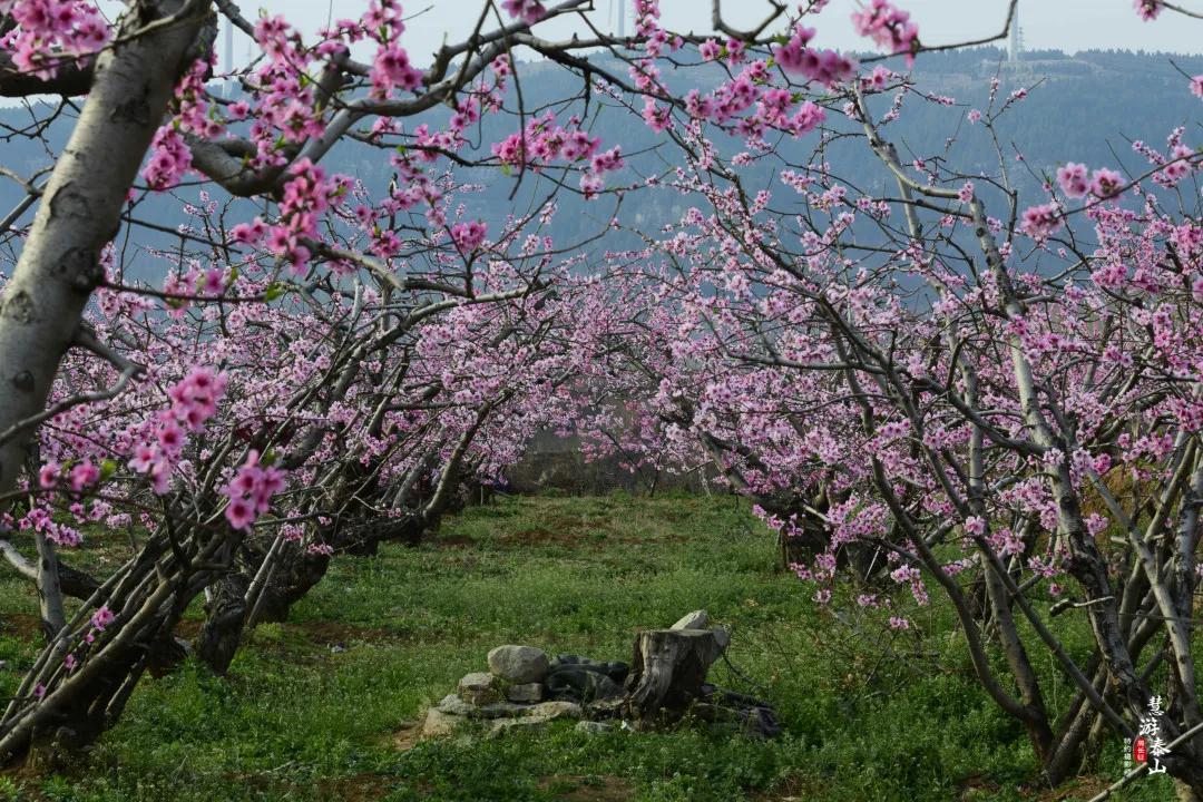 世界上最大的桃园万亩桃花竞相绽放只等你来