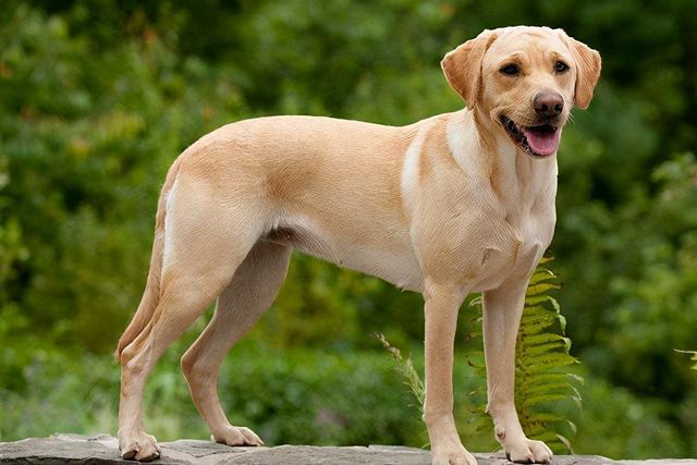 主人做一些事对拉布拉多来说是惩罚你知道几件